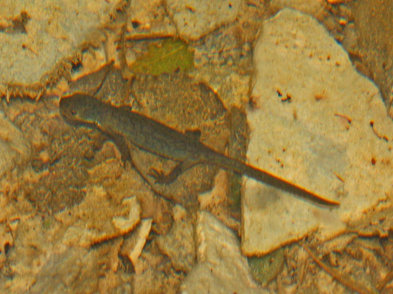 Un piccolo tritone senza nome - Ichtyosaura alpestris apuana